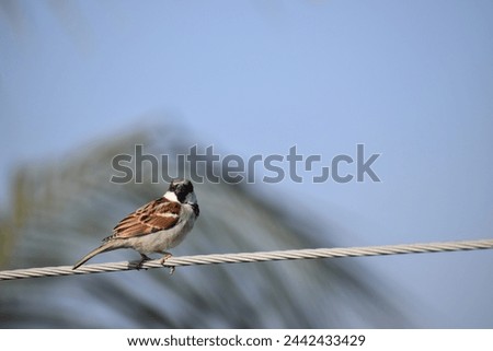 sparrows, birds, tiny birds, small birds,