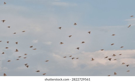 sparrows brids flying fast forward isolated