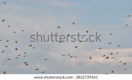 sparrows brids flying fast forward isolated