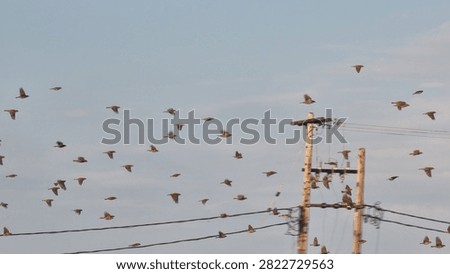 sparrows brids flying fast forward isolated