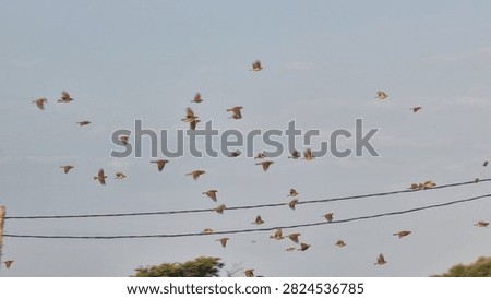 sparrows brids flying fast forward isolated