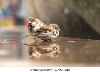 Sparrows at the city fountain. Birds are wet. Sparrows in nature. Female and male sparrows.