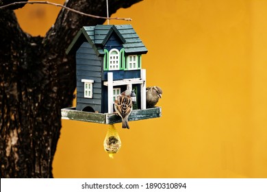 Sparrows feeding - bird feeder hanging from a tree - green birdhouse with sparrows - color background