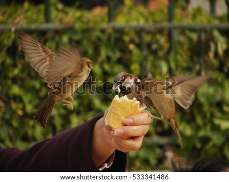 Sparrows feeding on bread from human hand