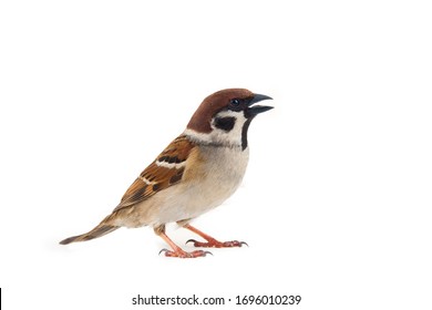 Sparrows as the most common birds in the human environment (Thousands of years together) Eurasian tree sparrow (Passer montanus) in dynamics isolated on a white background - Shutterstock ID 1696010239