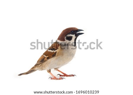 Sparrows as the most common birds in the human environment (Thousands of years together) Eurasian tree sparrow (Passer montanus) in dynamics isolated on a white background