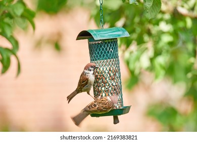 Sparrows in my garden. A telephoto of a beautiful sparrow in my garden. - Shutterstock ID 2169383821