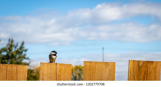 Sparrows On A In Springfield Oregon