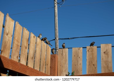 Sparrows On A In Springfield Oregon