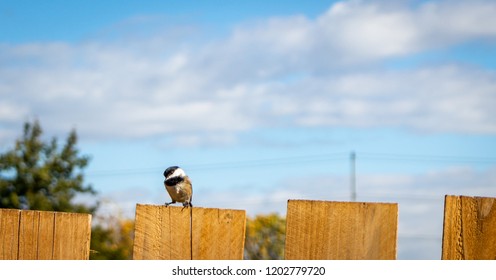 Sparrows On A In Springfield Oregon