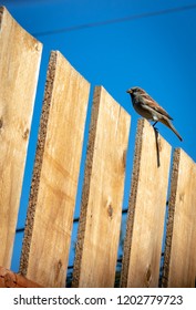 Sparrows On A In Springfield Oregon