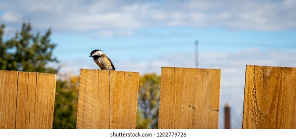 Sparrows On A In Springfield Oregon