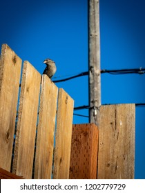 Sparrows On A In Springfield Oregon