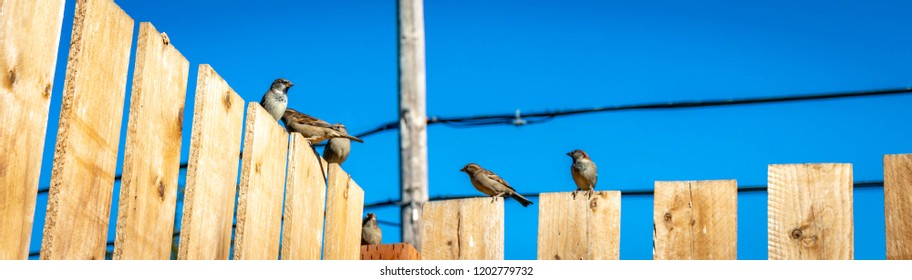 Sparrows On A In Springfield Oregon