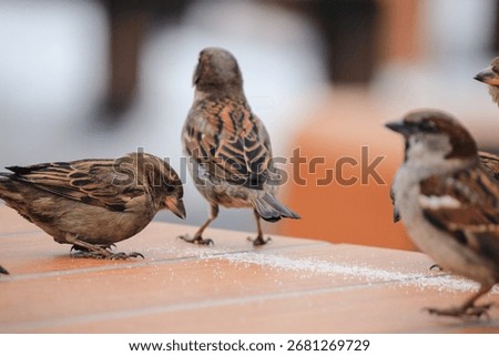 Sparrows on a table in a cafe in winter