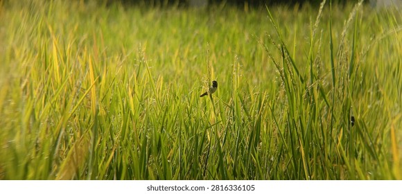 sparrows perched in the fields