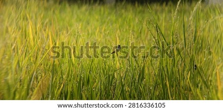 sparrows perched in the fields