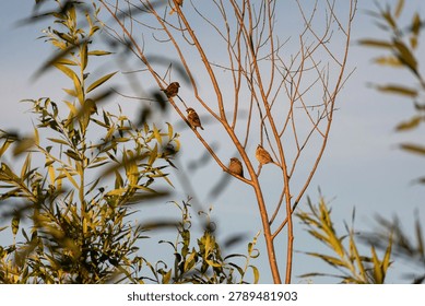 Sparrows perched on thin tree branches against a clear blue sky. Birds resting in a natural environment. Wildlife photography capturing birds in a golden hour sunlight at sunset.