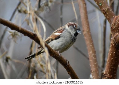 Sparrows perched in trees in the winter.