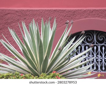 Sparrows resting on the tips of succulent leaves