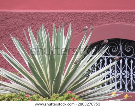 Sparrows resting on the tips of succulent leaves