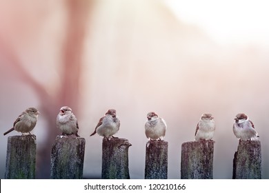 sparrows in a row on wooden fence