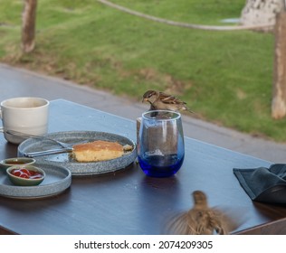 Sparrows Scavenging Food Leftovers At An Outdoors Restaurant In Maui, Hawaii