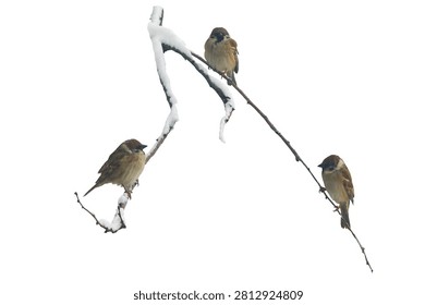 Sparrows are sitting on a snowy tree branch against a white background. The birds are alone.