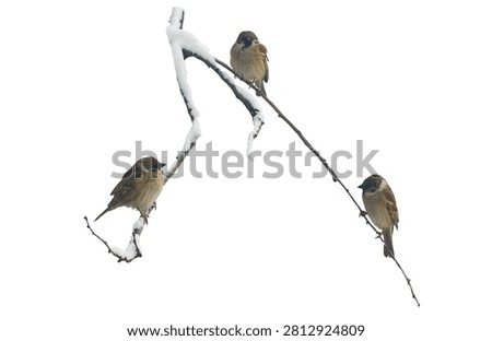 Sparrows are sitting on a snowy tree branch against a white background. The birds are alone.