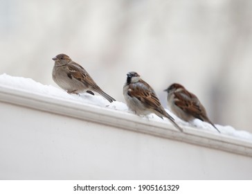 Sparrows standing on a branch after the snow.