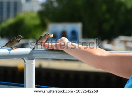 Sparrows take meal from the woman hand. Close up.