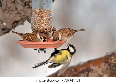 Sparrows and titmouse on self made feeder
