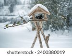 Sparrows, tits, blackbird and a woodpecker at a bird feeder house in the snow, winter feeding for wild birds in the garden, copy space, selected focus, narrow depth of field
