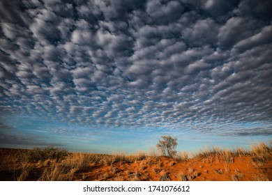 Sparse desert vegetation with tree spread across sandy dunes with dramatic clouds in the background, Kalahari Desert, South Africa