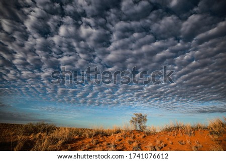 Sparse desert vegetation with tree spread across sandy dunes with dramatic clouds in the background, Kalahari Desert, South Africa