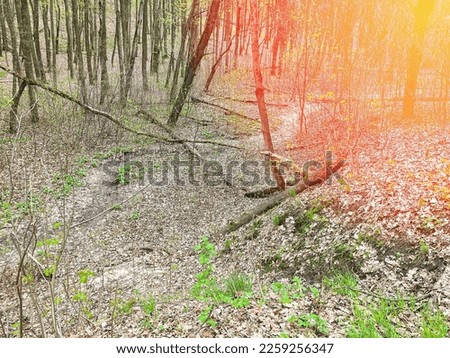 Sparse forest, fallen trees, a stream in the forest. The trail in the forest where fallen leaves are sparsely