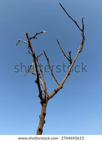 A sparse, leafless tree branch reaching upward against a clear, bright blue sky.
