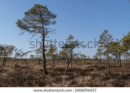 Sparse pine trees in raised bog landscape under blue sky, natural northern wetland ecosystem with dry moss and twisted tree silhouettes