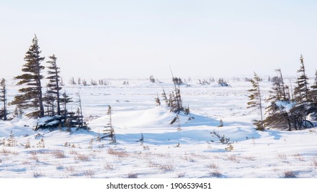 Sparse stands of leaning, stunted spruce trees with branches only on the leeward side, an effect known as Krumholz, stand in the windswept winter tundra in Churchill, Canada.