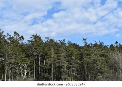 A sparse tree line with the clouds above