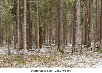 Sparse Winter Forest With Light Snow Cover. Tranquil Woodland in Early Winter Season