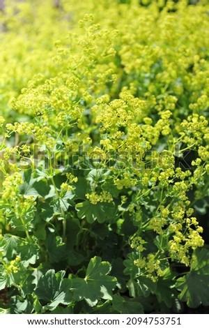 Sparsely-foliated Lady's mantle (Alchemilla epipsila) blooms in a garden in May
