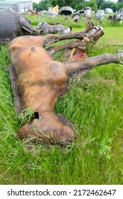 Sparta, Wisconsin - June 11, 2022: Large fiberglass mold of a horse laying on the ground at the fiberglass mold graveyard at FAST (Fiberglass Animals, Shapes, and Trademarks)