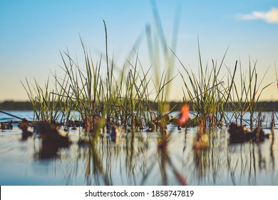 Spartina grass among oysters at sunset during a low tide