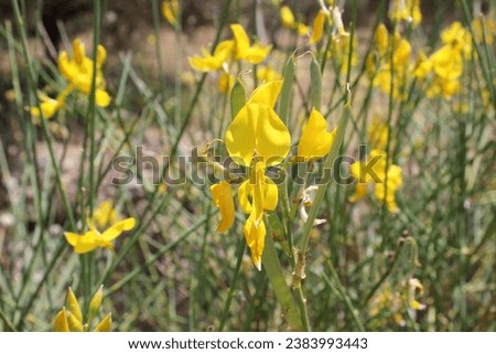 Spartium junceum, Spanish broom,rush broom, yellow flowers