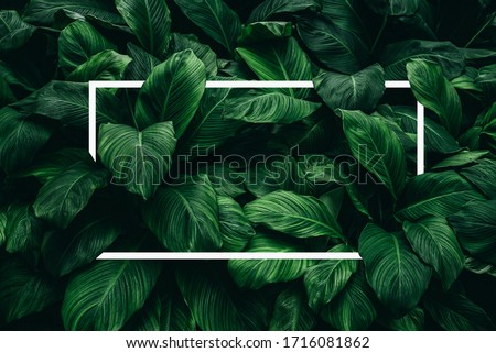 Spathiphyllum cannifolium concept, green abstract texture with white frame, natural background, tropical leaves in Asia and Thailand.