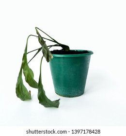 Spathiphyllum. Dried Dead Houseplant In Old Pot On White Background