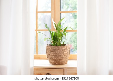 Spathiphyllum home plant in straw pot stands on a windowsill. Home plants on the windowsill. concept of home gardening. Spathiphyllum
in flowerpot on windowsill at home. Scandinavian. space for text - Powered by Shutterstock