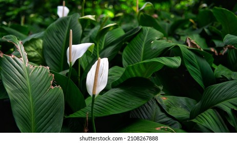 Spathiphyllum Kochii Commonly Known As Spath Or Peace Lilies.