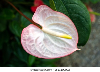 Spathiphyllum Mauna Loa Peace Lily